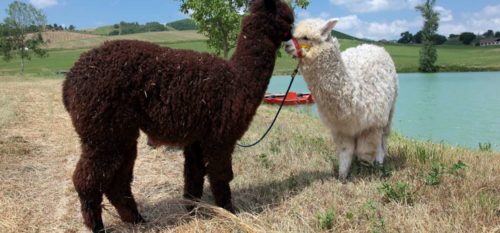 Agriturismo nelle Marche con alpaca