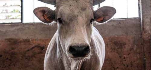 Allevamento di bovini di razza chianina nelle Marche